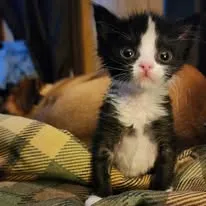 Tuxedo kitten with big eyes
