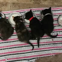 Several cats eating together from bowls