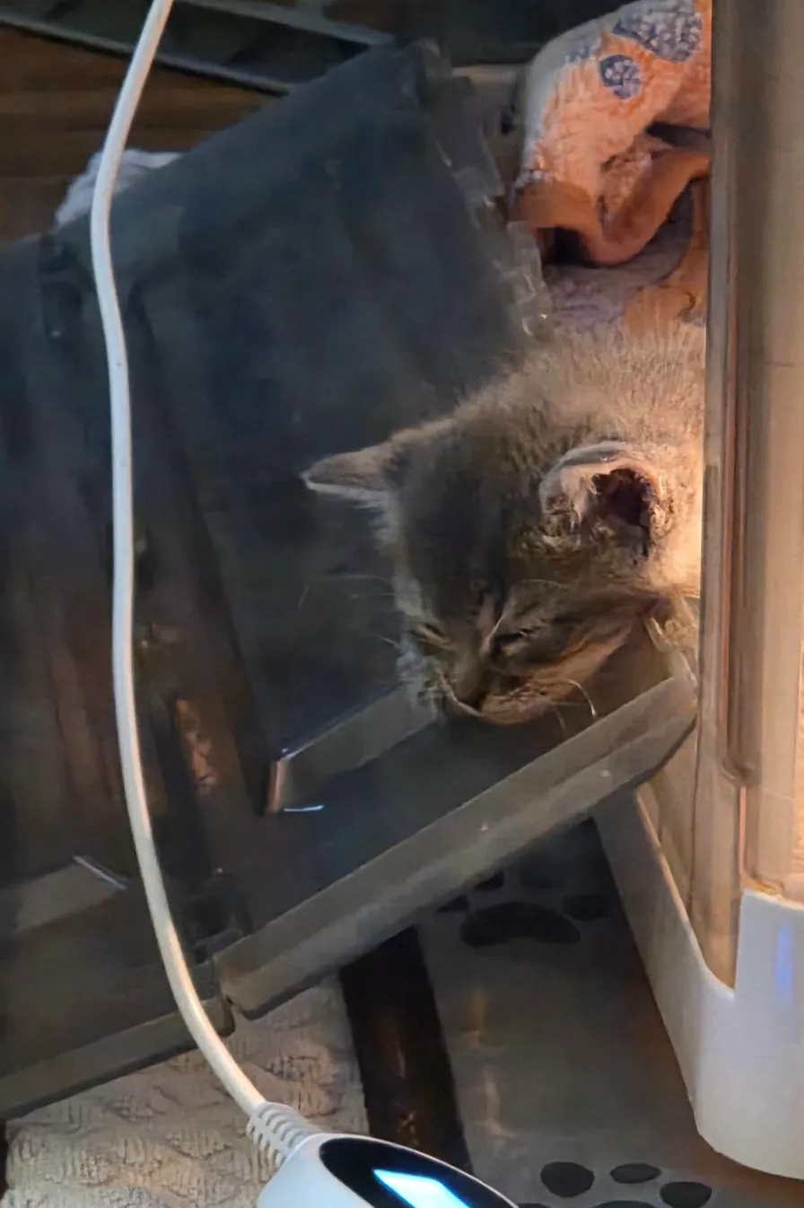 Grey cat relaxing by a screen