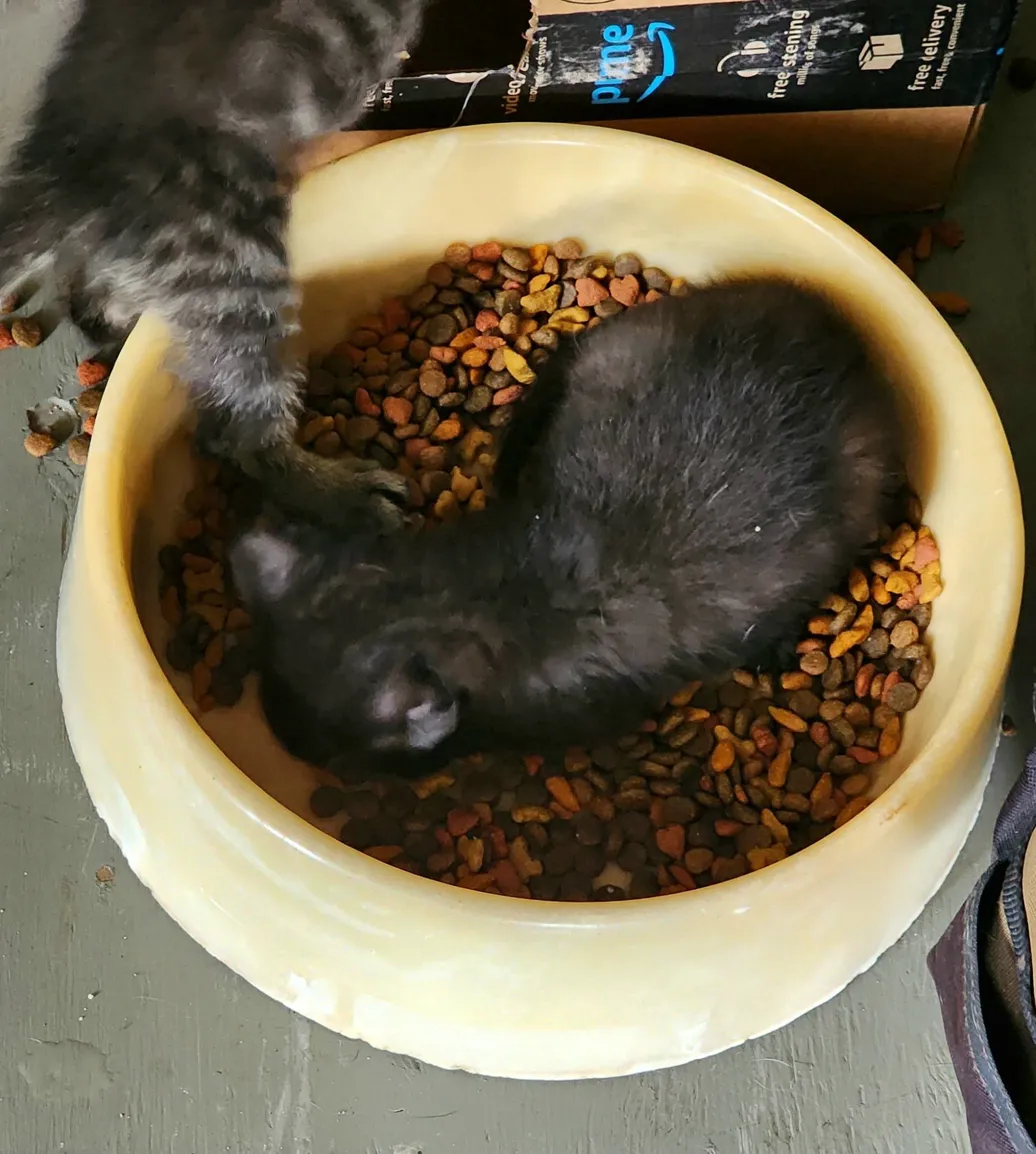 Black kitten napping in a food bowl