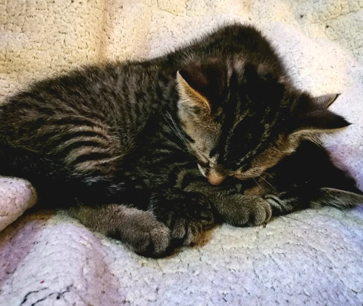Tabby kitten curled up sleeping
