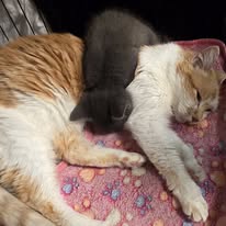 Grey kitten with cats