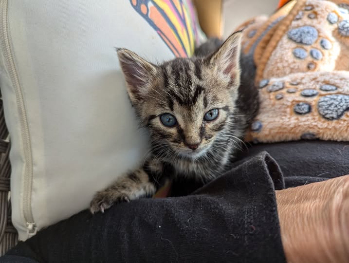 Tabby kitten with blue eyes