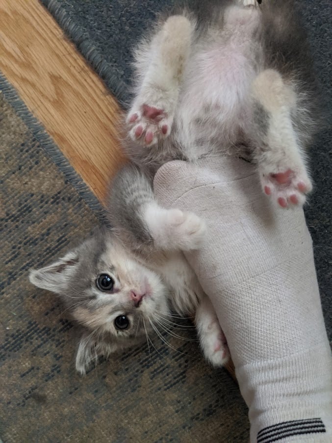 Kitten grabbing sock showing toe beans