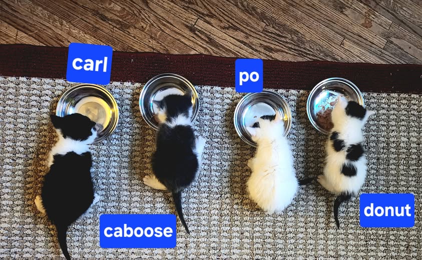 Four kittens eating from bowls