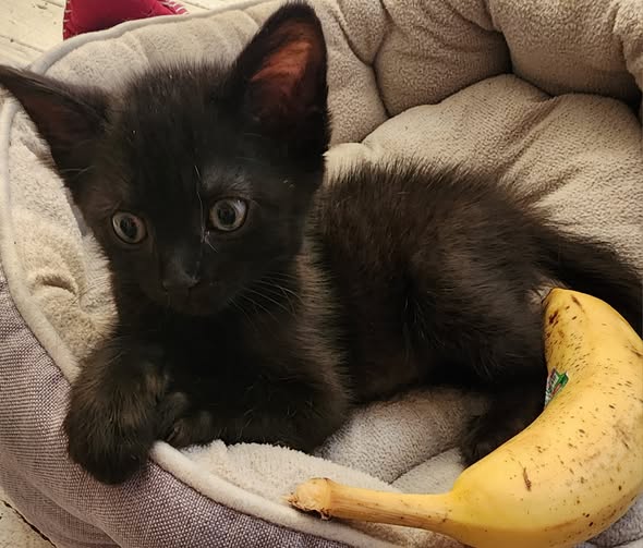 Black kitten sitting next to a banana for scale