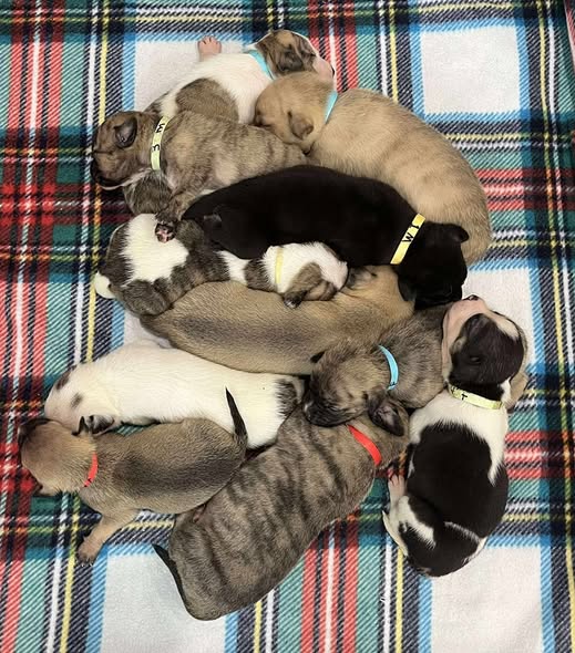 Pile of foster puppies